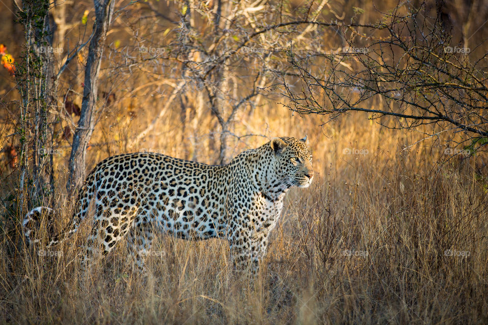 I don't often see a leopard in the wild but when I do its beauty and strength always strikes me. Image of a male leopard in the grass from Kruger National Park South Africa