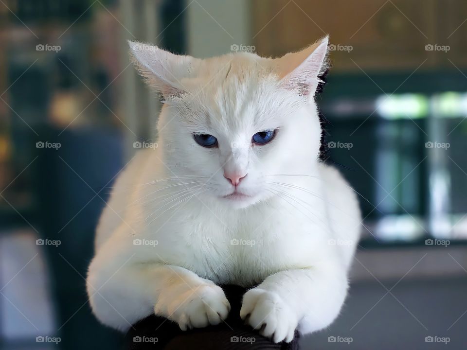 Close up white cat on kitchen counter.