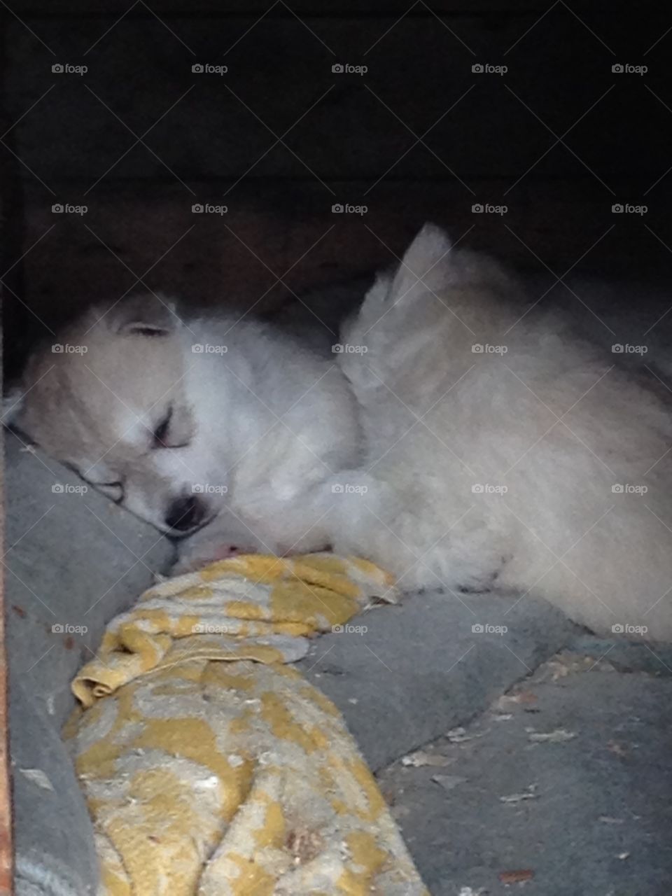 There is a better world with puppies