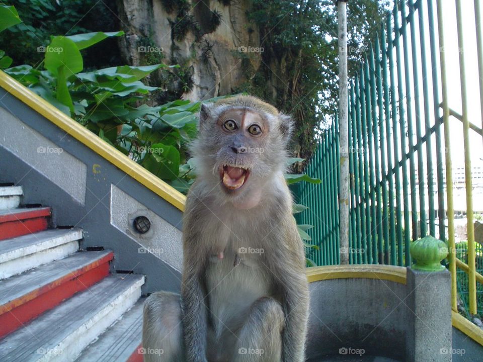 Portrait of a monkey