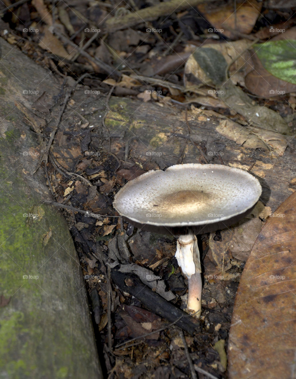 Fungus 