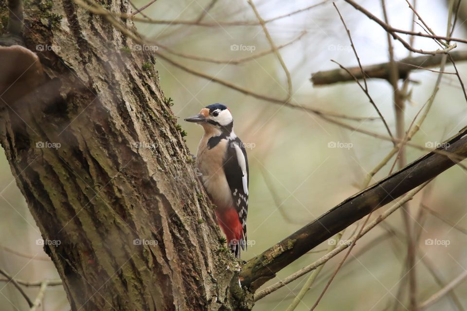 A typical German winter is depicted in this image, with sub-zero temperatures and no snow. The focus is on a woodpecker clinging to a tree. The scene conveys the cold and tranquility of the season.