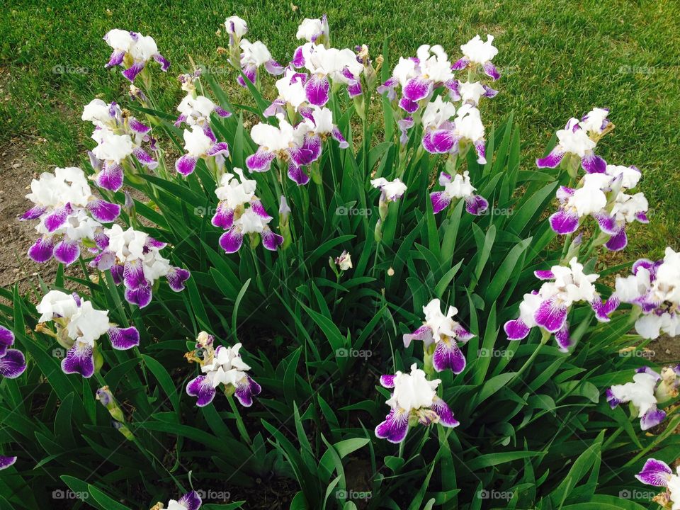 Purple white flowers
