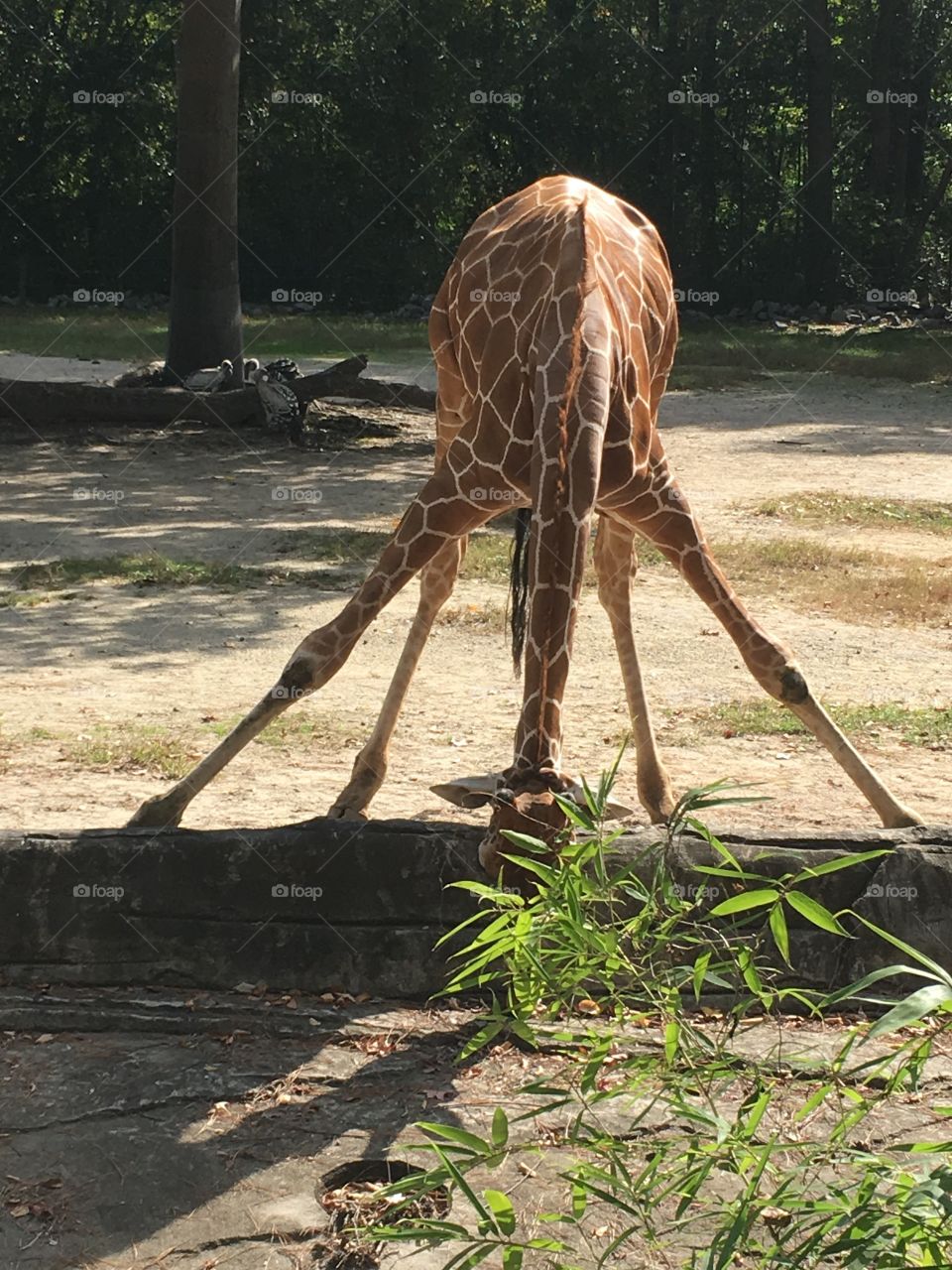 Graceful giraffe 