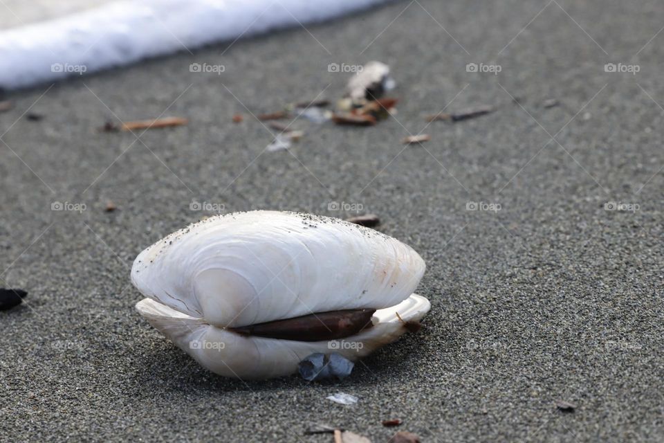 Sea shell washed on a shore