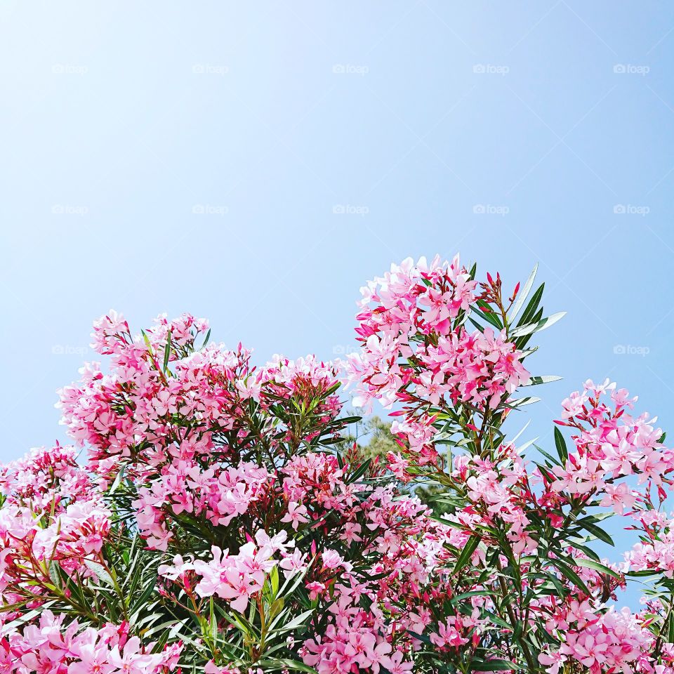 Pink Blooming oleander against blue sky