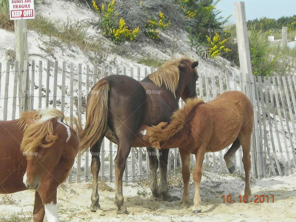 feeding colt