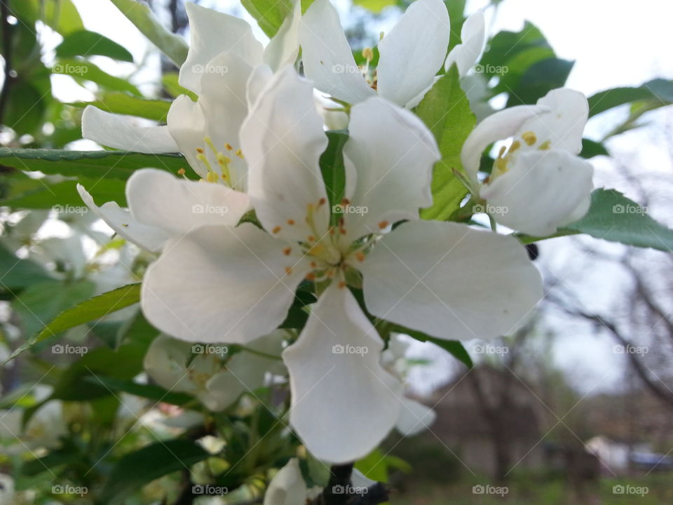 White Blooms. White blooms on a tree in early spring.