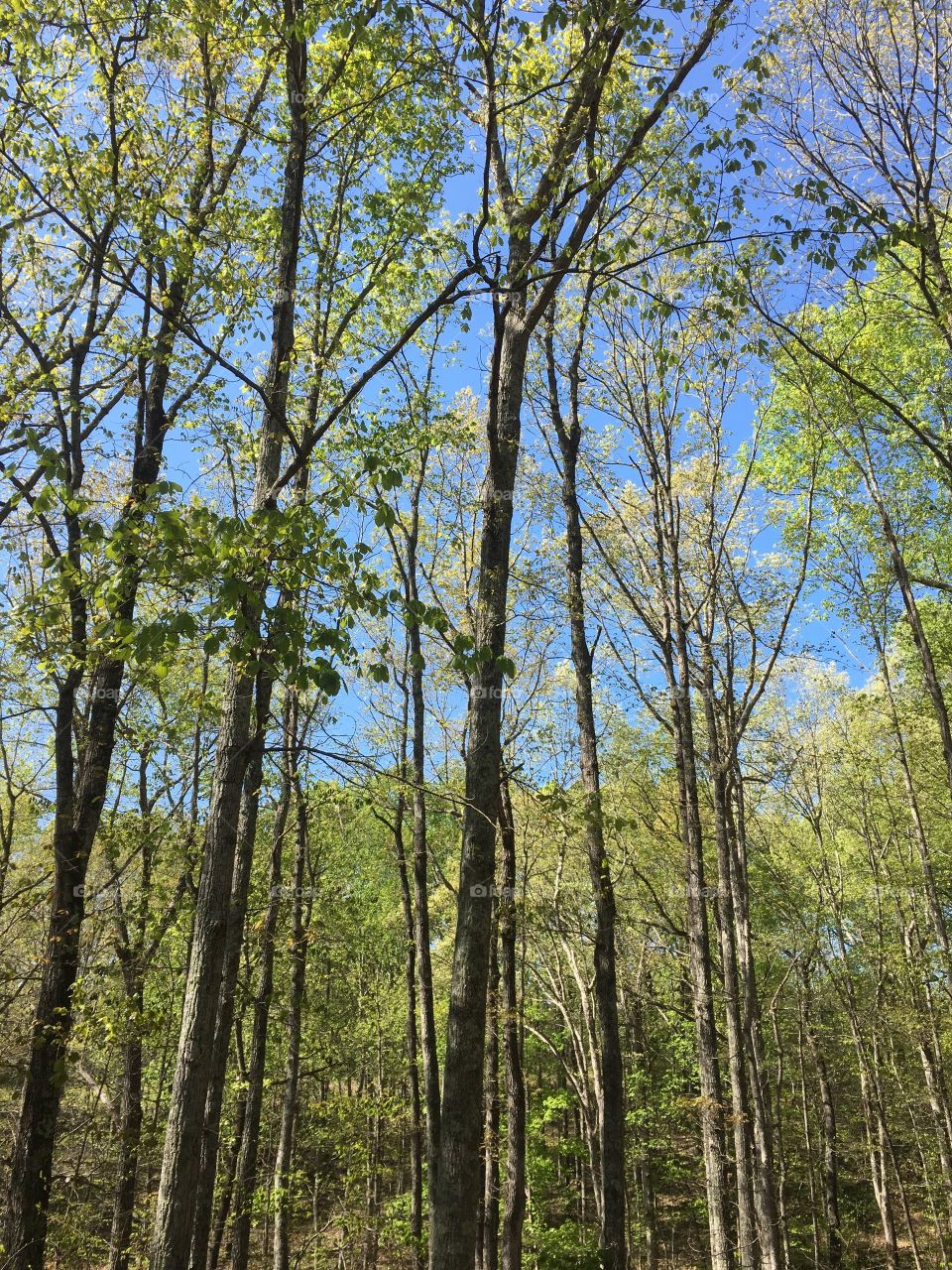 Beautiful day in the park