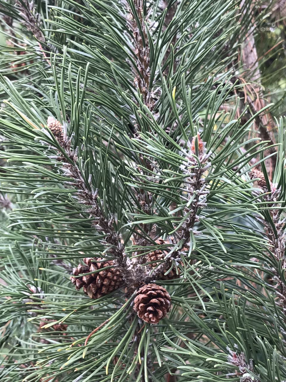 Nettles and pine cones