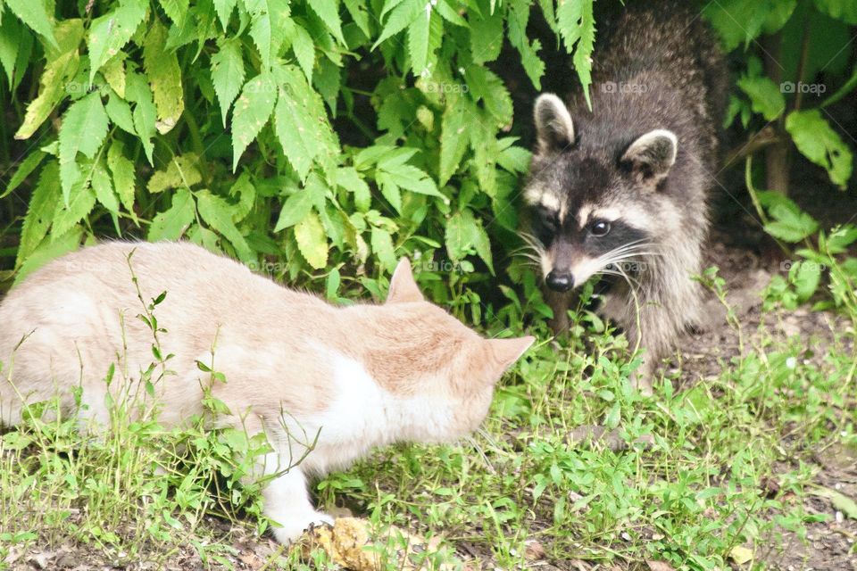 Cat and raccoon discovered each other