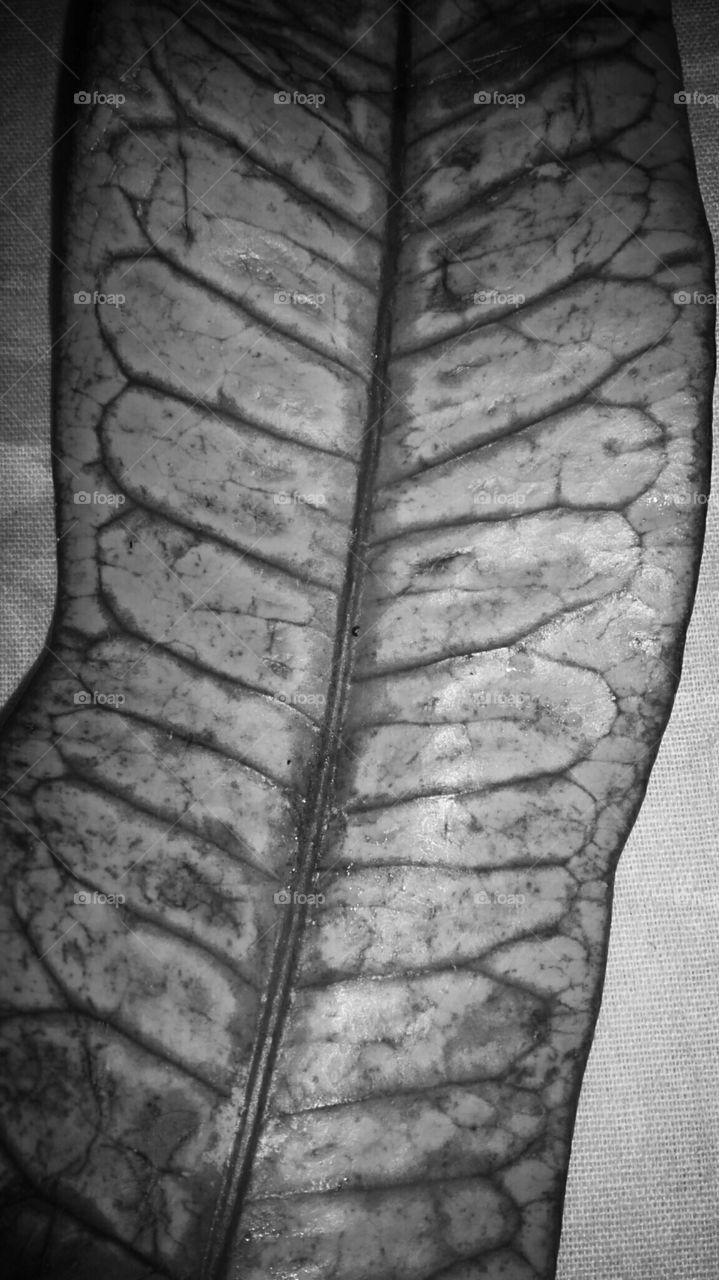 folha de árvore flora braseira