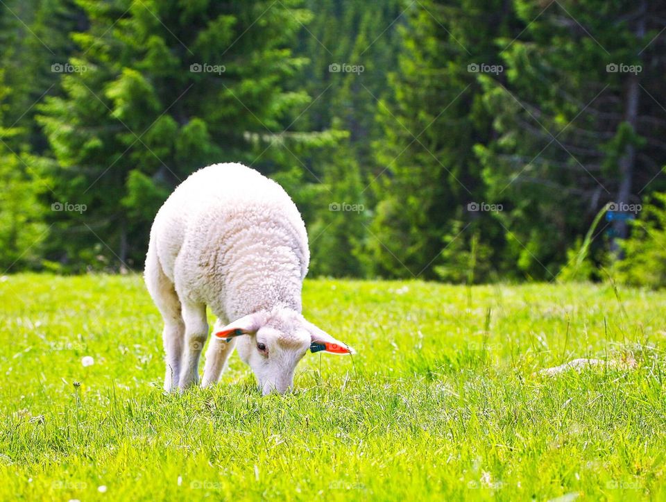 Grazing lamb