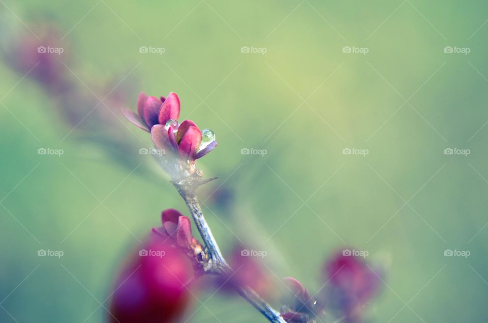 Spring Bloom, Close Up