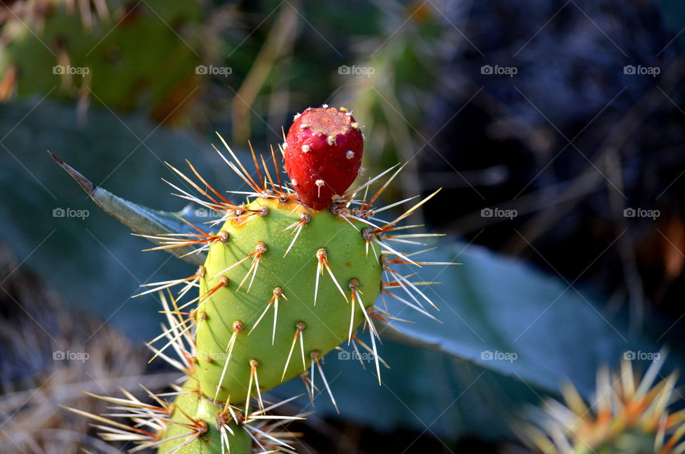 Cactus