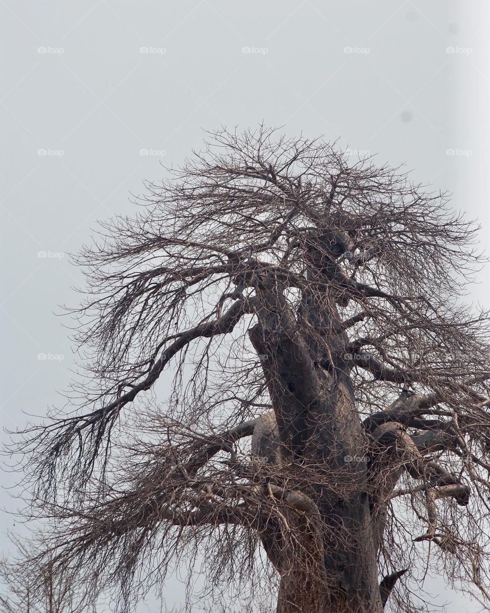 Baobab tree 