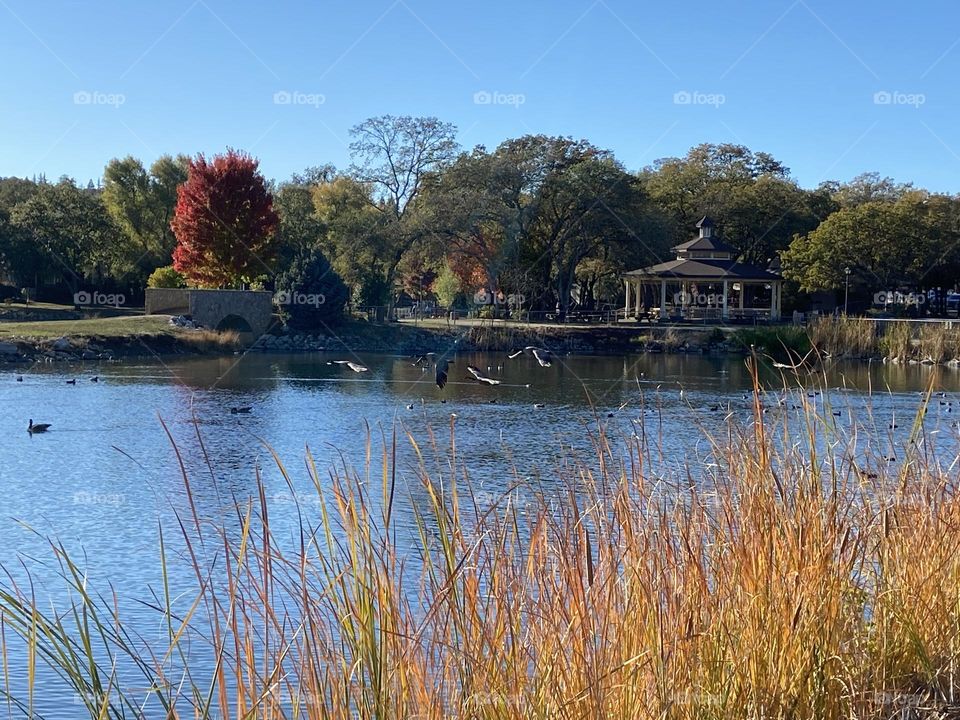 Geese flying over fall colored lake 