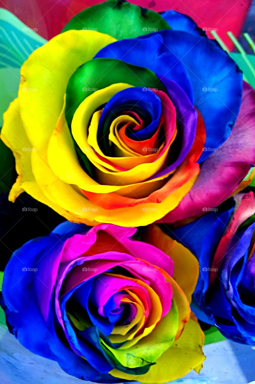 Rainbow Roses. Multi-colored roses
