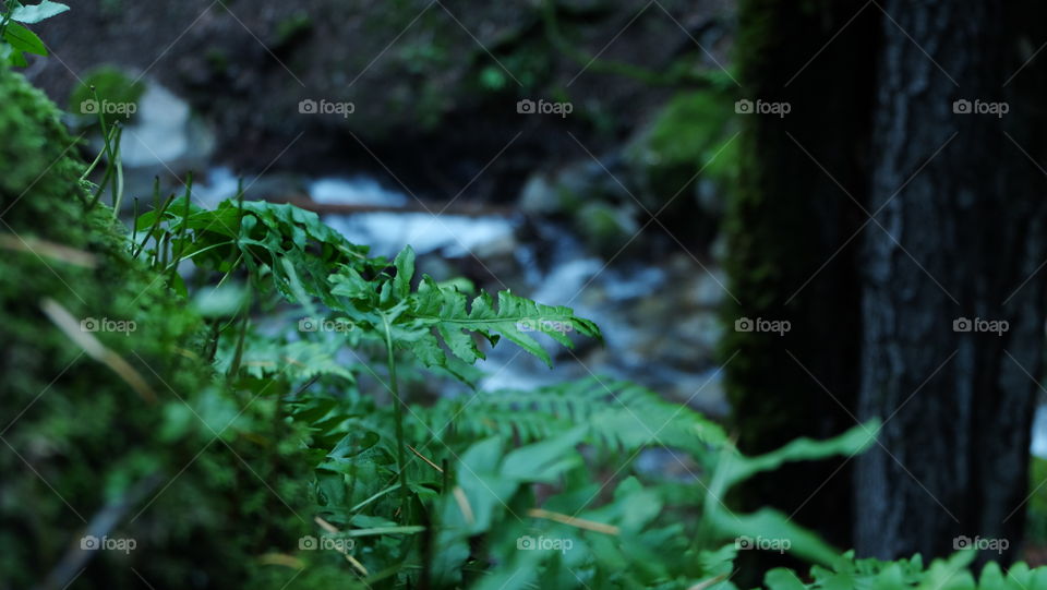 Fren growing along a stream