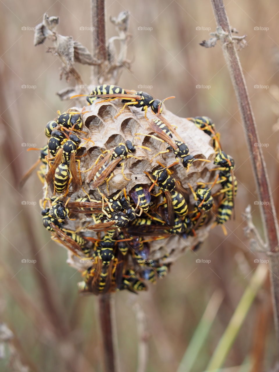 Wasp's nest