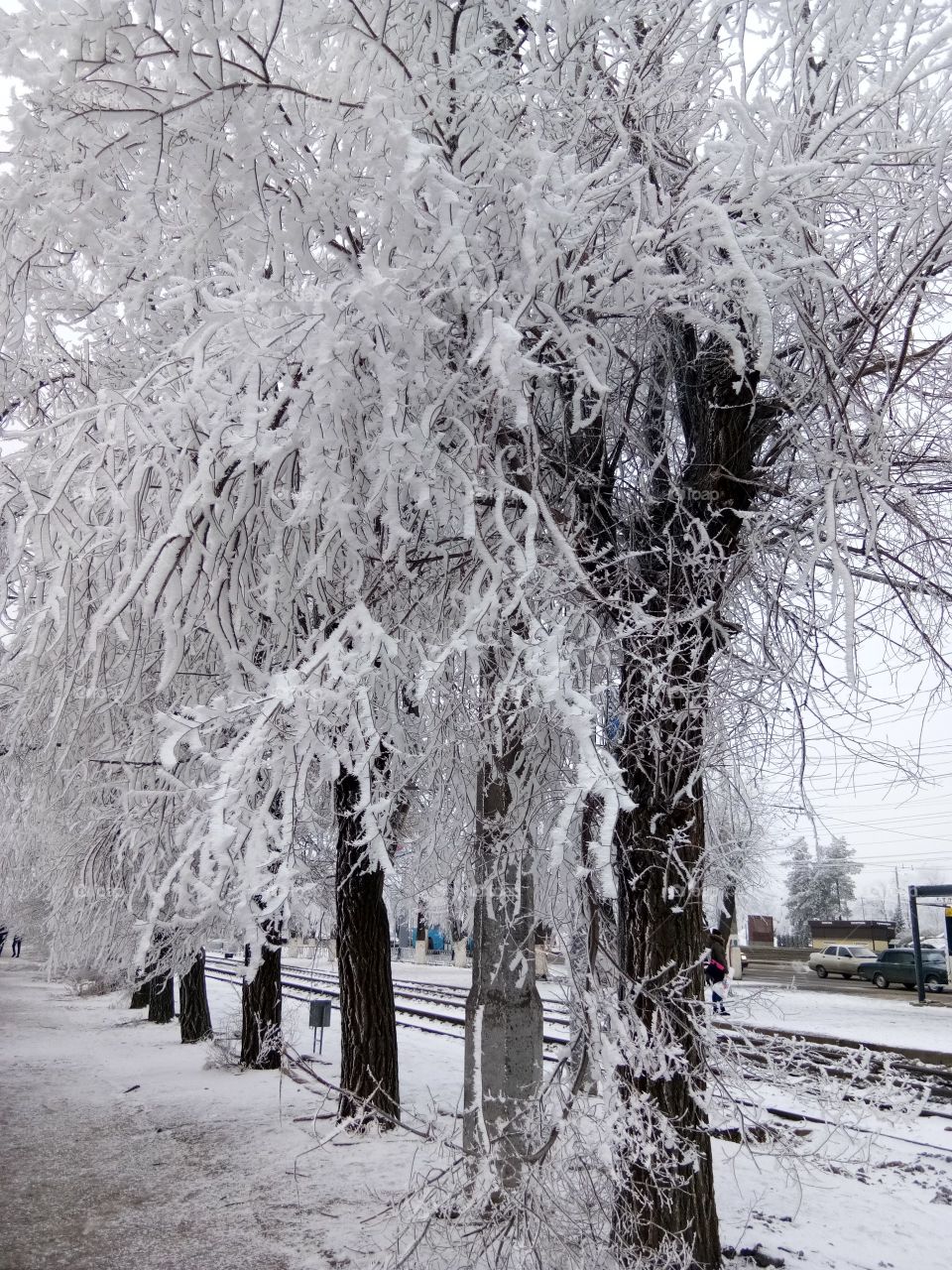 Trees with snow