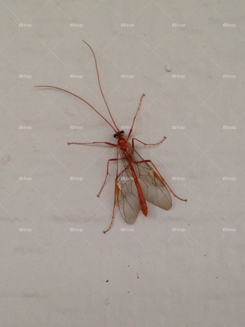 Bug on the wall