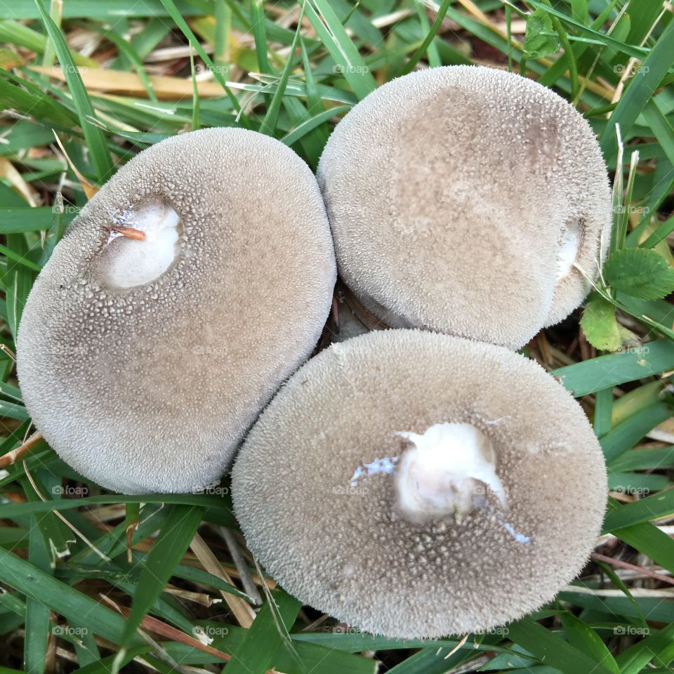 Three mushroom caps, grouped together, gray color with holes on top. Cute fungi🍄. View from above.