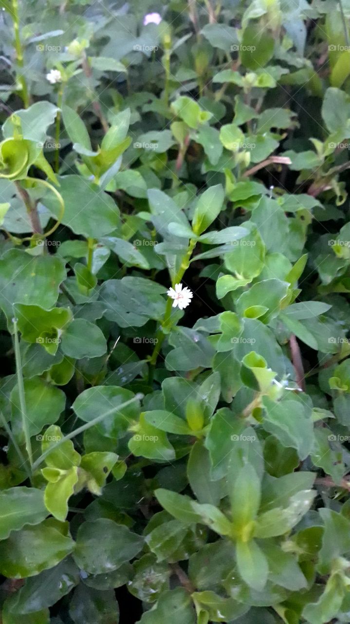 diantara hijaunya dedaunan ada bunga putih kecil yang indah