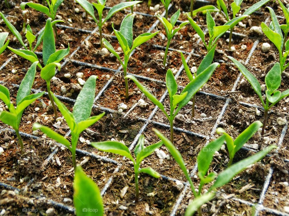 Sprouting Green Seedlings