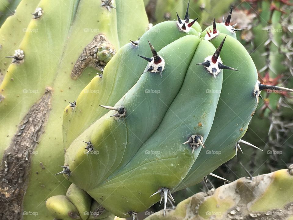 Cactus 