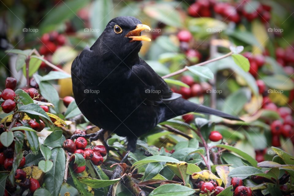 Blackbird on the berry Bush ;)