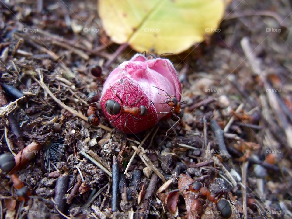 There is an ant hill close to my house.  The weather has been nice so the ants have been very busy and active. I noticed that many ants makes an interesting sound.