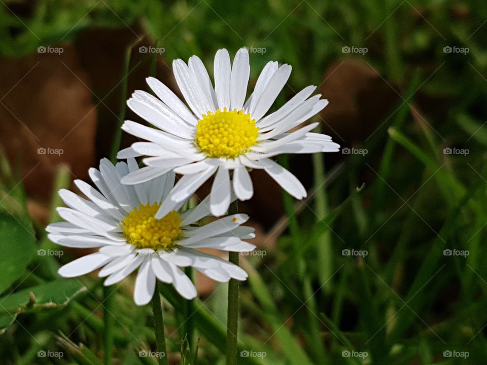 Tiny Daisies