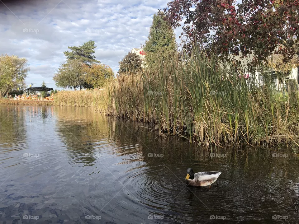 Duck 