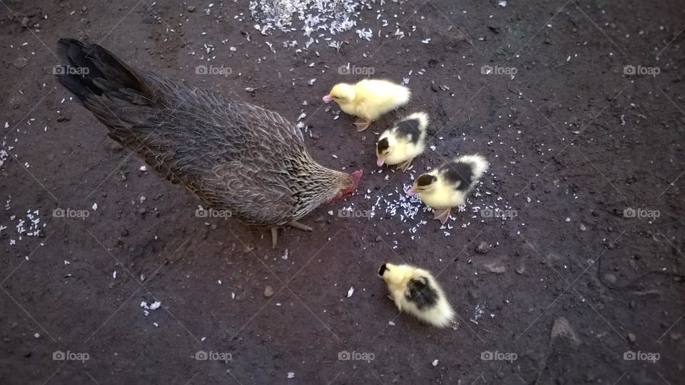 The hen becomes the caretaker of the ducklings.