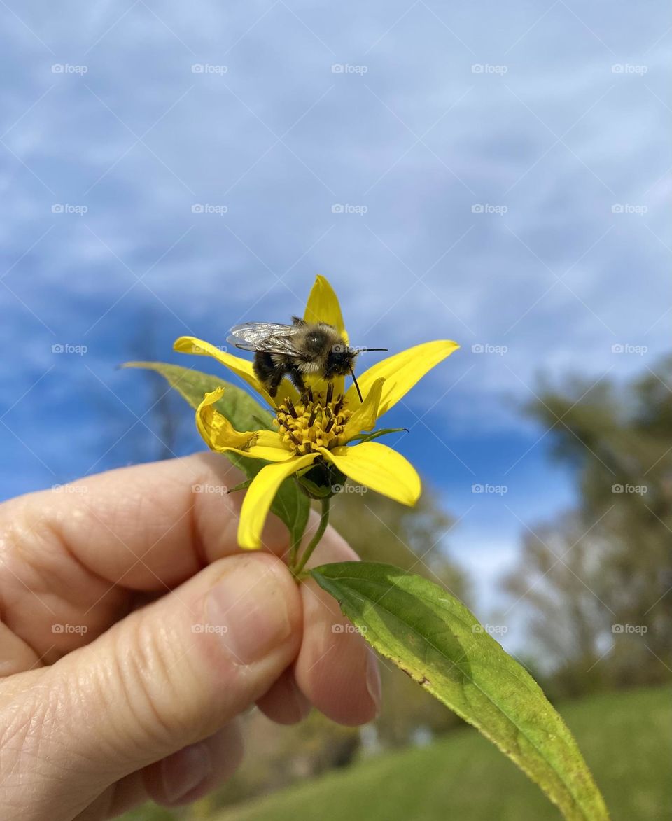 Someone holding a yellow flower with a bee on it