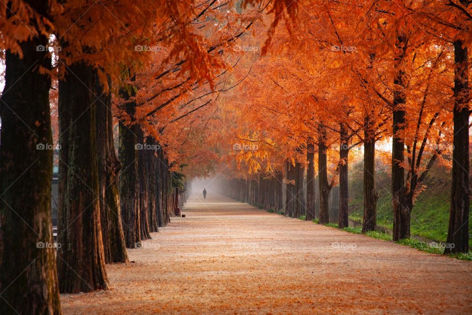 Autumn trees