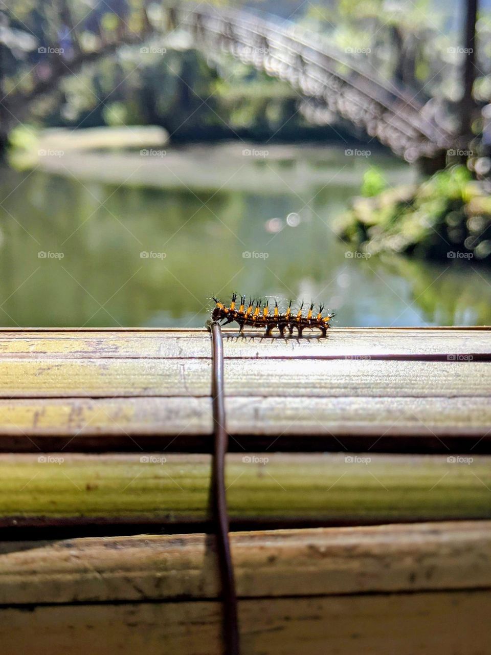 A caterpillar crossing the bridge