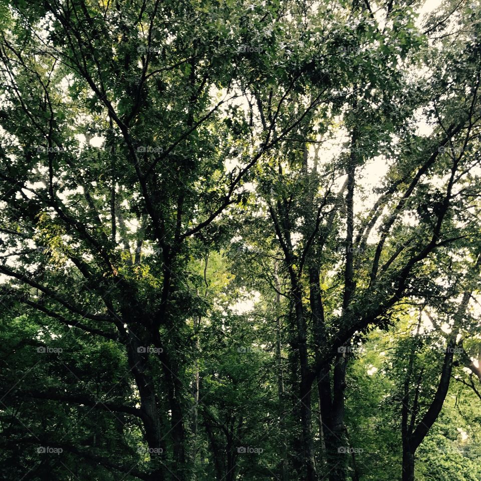 Woods surrounding my grandmother's house.