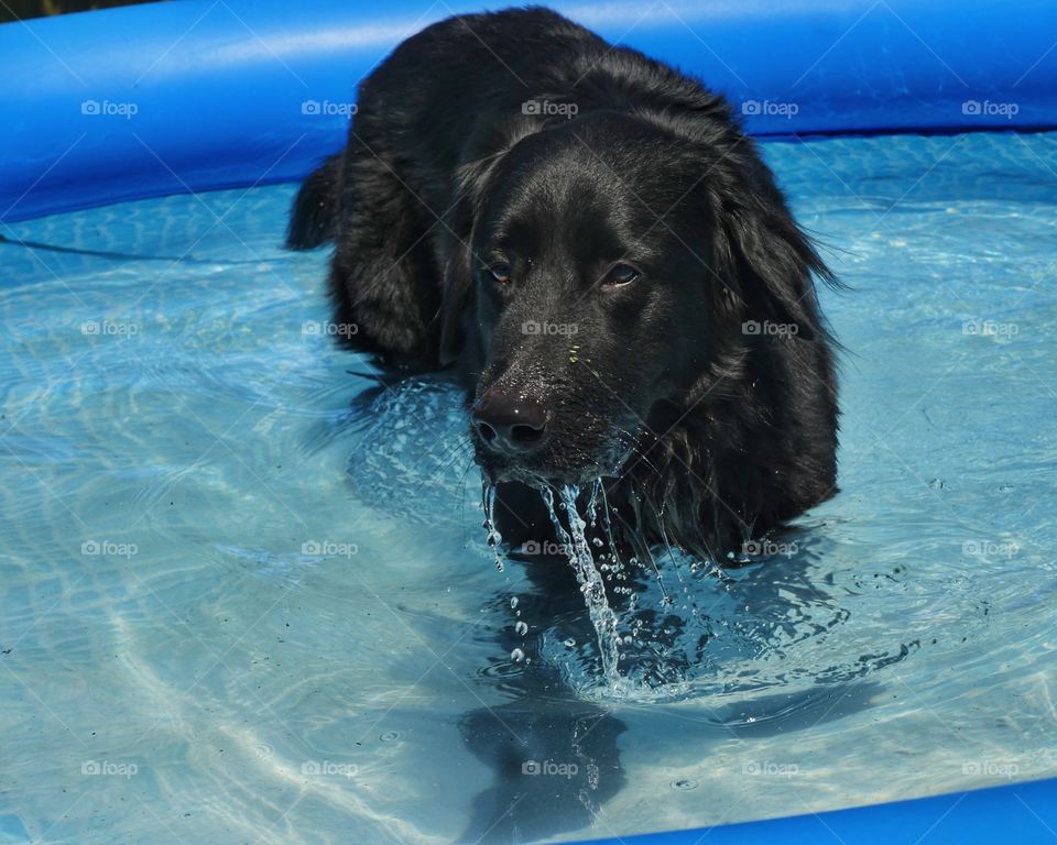 Pool fun