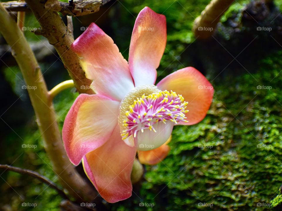 Bloom with a burst of color - one of many circular pods growing and popping open along the trunk of a tree.