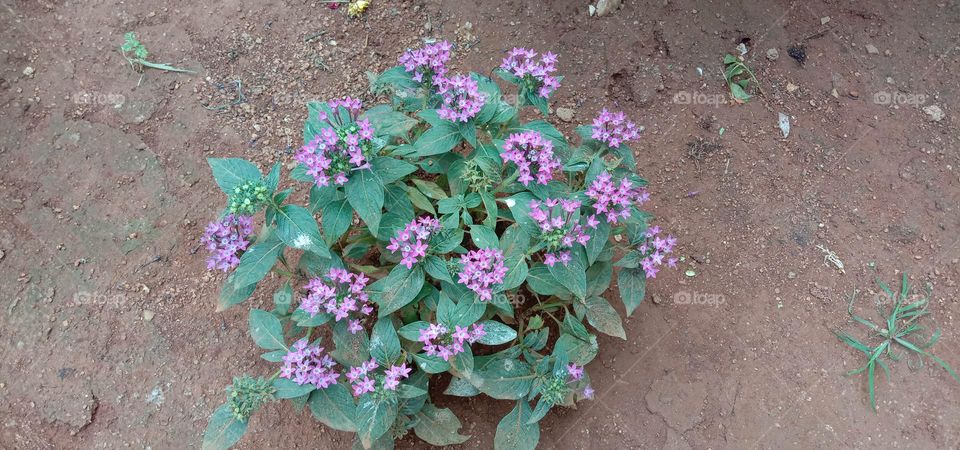 mini light pink colour flowers 🌸