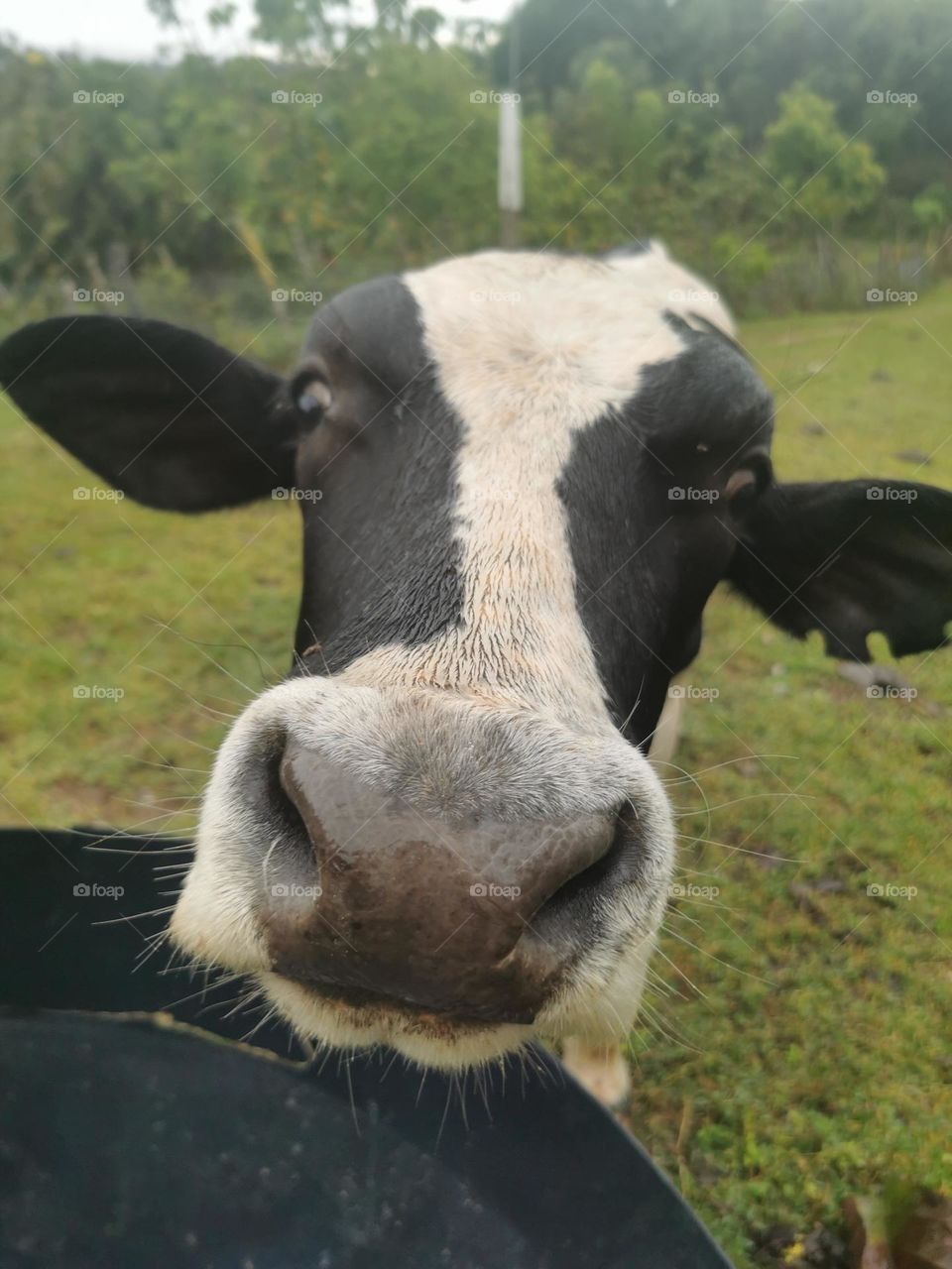 Friendly cow 