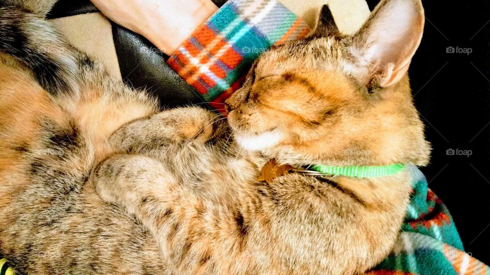 Kitty curled up with mom