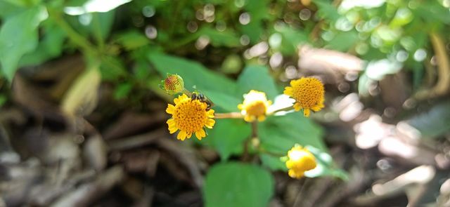 Roadside flowers