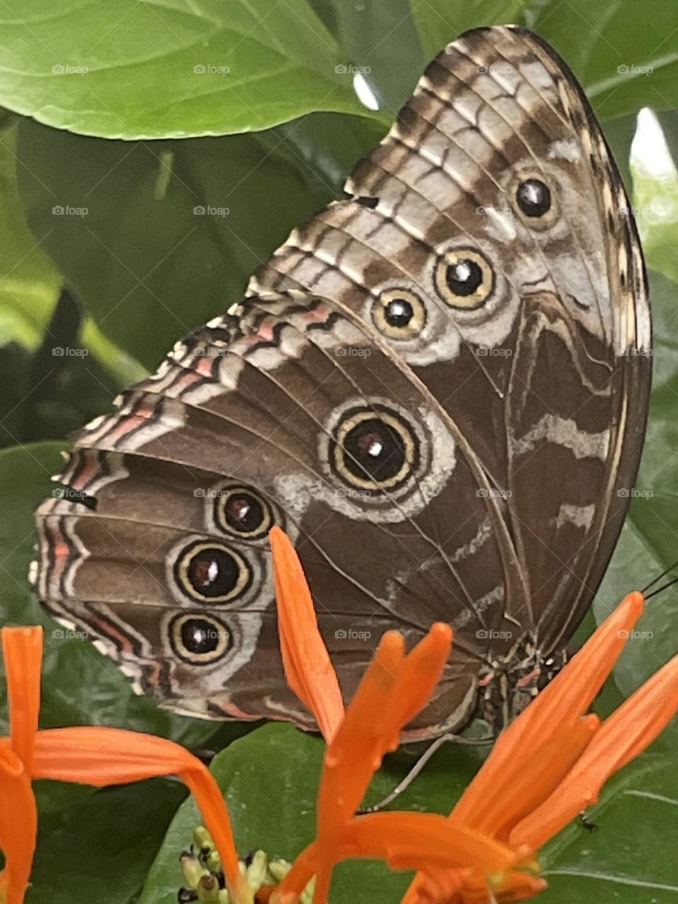 A beautiful owl eyed butterfly 
