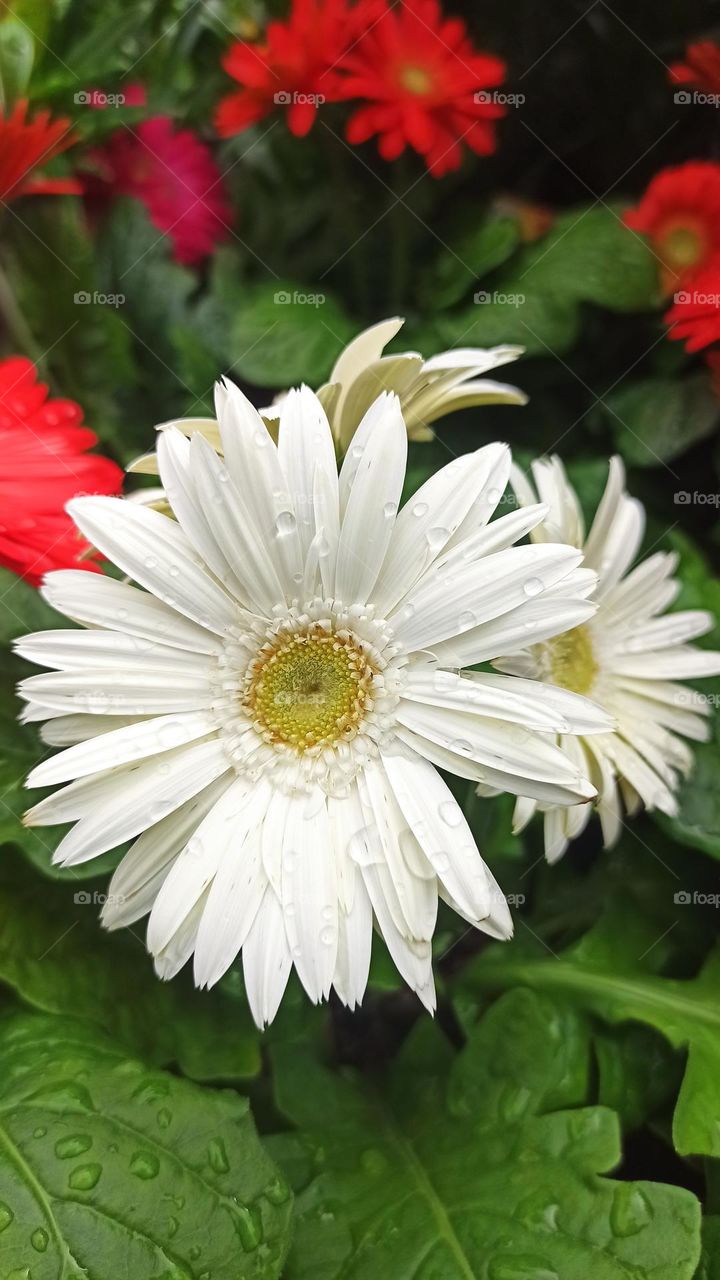 Beautiful white gerbera flower with water drops