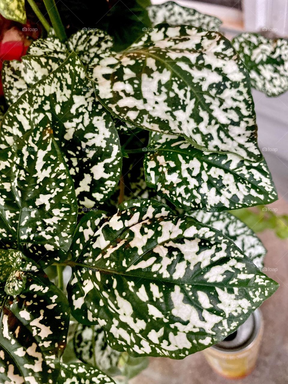 Dark green leaves with white speckles. 