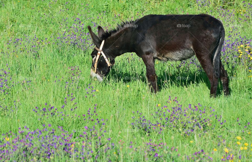 Grazing donkey