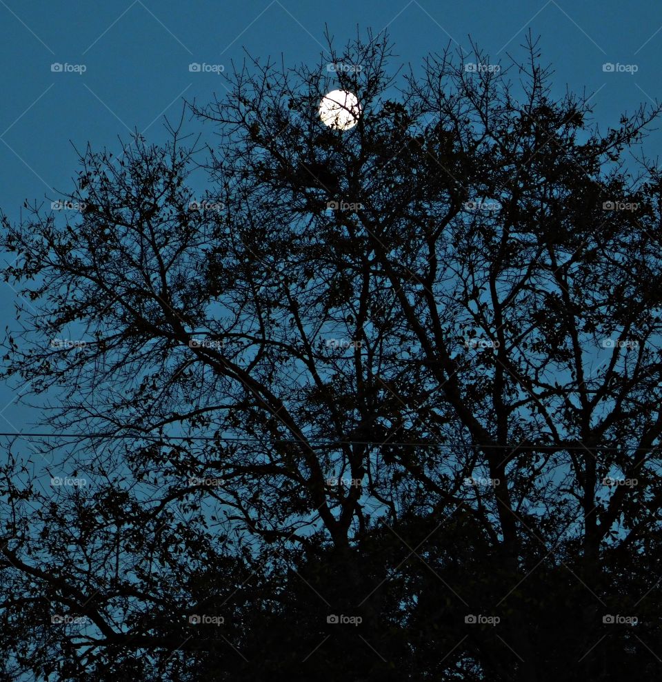 Day and night by Foap Missions - Bright moon behind the branches of the top